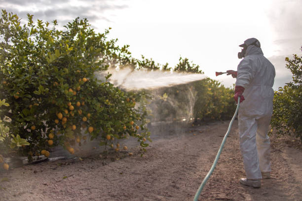 Best Best Pest Control Companies  in Graham, TX