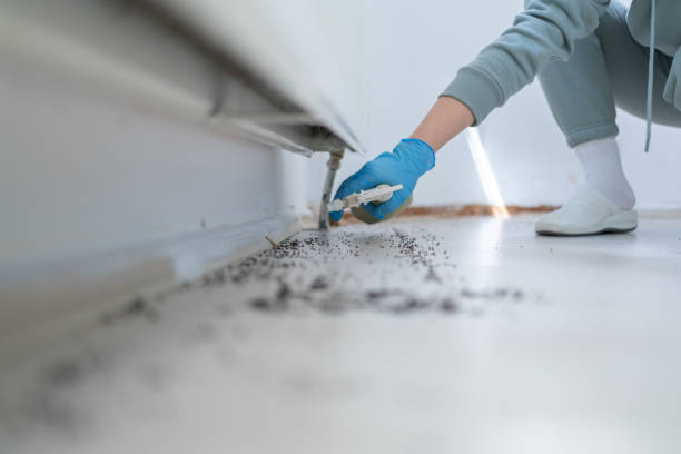 Pest Prevention Services in Graham, TX